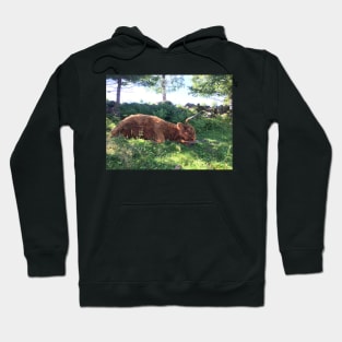 Scottish Highland Cattle Cow 1490 Hoodie